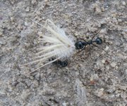 m_Ants_18.jpg