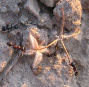 m_Ants_2.jpg