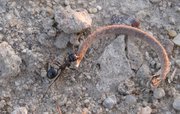 m_Ants_3.jpg
