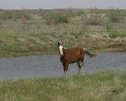 m_Horse_3.jpg