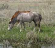 m_Horse_8.jpg