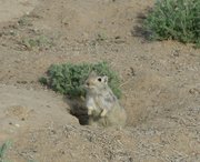 m_Kazakhstan_-_Field_Mouse_1.jpg