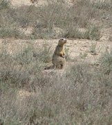 Filename=m_Kazakhstan_-_Soozlig_7.jpg
Filesize=154KiB
Dimensions=723x800
Date added=Sep 11, 2019 m_Kazakhstan_-_Soozlig_7.jpg