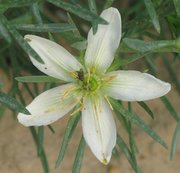 Filename=m_Kazakhstan_Flower_2.jpg
Filesize=84KiB
Dimensions=800x772
Date added=Sep 11, 2019 m_Kazakhstan_Flower_2.jpg