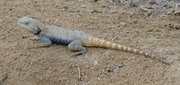 m_Lizard_10.jpg