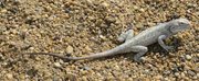 m_Lizard_13.jpg
