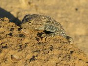 Filename=m_Lizard_29.jpg
Filesize=110KiB
Dimensions=800x600
Date added=Sep 11, 2019 m_Lizard_29.jpg