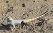 Filename=m_Lizard_31.jpg
Filesize=126KiB
Dimensions=800x507
Date added=Sep 11, 2019 m_Lizard_31.jpg