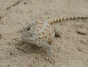 Filename=m_Lizard_34.jpg
Filesize=81KiB
Dimensions=800x608
Date added=Sep 11, 2019 m_Lizard_34.jpg