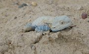 Filename=m_Lizard_4.jpg
Filesize=96KiB
Dimensions=800x491
Date added=Sep 11, 2019 m_Lizard_4.jpg