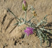 Filename=m_Purple_Flower.jpg
Filesize=81KiB
Dimensions=800x738
Date added=Sep 11, 2019 m_Purple_Flower.jpg