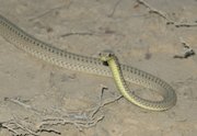 Filename=m_Snake_10.jpg
Filesize=66KiB
Dimensions=800x554
Date added=Sep 11, 2019 m_Snake_10.jpg