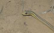 Filename=m_Snake_12.jpg
Filesize=70KiB
Dimensions=800x498
Date added=Sep 11, 2019 m_Snake_12.jpg