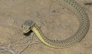 Filename=m_Snake_8.jpg
Filesize=55KiB
Dimensions=800x474
Date added=Sep 11, 2019 m_Snake_8.jpg