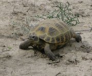 Filename=m_Turtle_1.jpg
Filesize=143KiB
Dimensions=800x669
Date added=Sep 11, 2019 m_Turtle_1.jpg