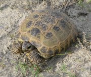 Filename=m_Turtle_7.jpg
Filesize=185KiB
Dimensions=800x677
Date added=Sep 11, 2019 m_Turtle_7.jpg