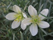 Filename=m_White_Flowers_1.jpg
Filesize=61KiB
Dimensions=800x600
Date added=Sep 11, 2019 m_White_Flowers_1.jpg