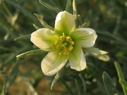 Filename=m_White_Flowers_3.jpg
Filesize=55KiB
Dimensions=800x600
Date added=Sep 11, 2019 m_White_Flowers_3.jpg