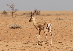 Kenya_2011_Antelope_2.jpg