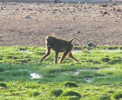Kenya_2011_Banharn_in_Africa.jpg