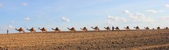 Kenya_2011_Camel_Train.jpg