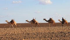 Kenya_2011_Camel_Train_2.jpg