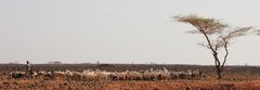 Kenya_2011_Goat_Herder2.jpg