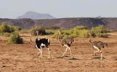 Kenya_2011_Ostrich_3.jpg
