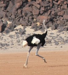 Kenya_2011_Ostrich_31.jpg