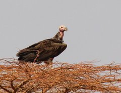Kenya_2011_Vulture_in_a_tree.jpg
