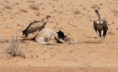 Kenya_2011_Vultures_feeding.jpg