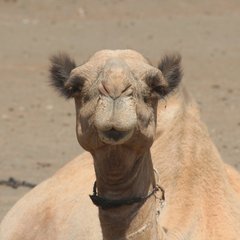 Kenya_2011_We_called_him_Allan.jpg