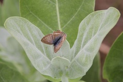 Laos_2011_Butterfly.jpg