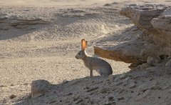 Oman_2009_Rabbit_7.jpg