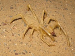 Camel_Spider_3.jpg