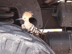 m_Bird_at_Recorder_4.JPG