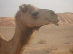 m_Oman_Camel_1.JPG