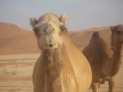 m_Oman_Camel_3.JPG