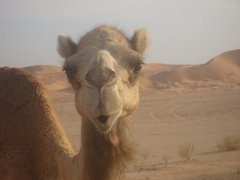 m_Oman_Camel_4.JPG