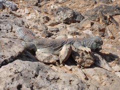 m_Big_Fat_Tailed_Lizard_5.JPG