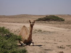 m_Camels_5.JPG