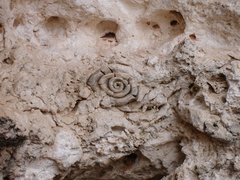 m_Fossil_in_cave_2.JPG