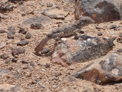 Filename=m_Lizard_2_-_1.JPG
Filesize=100KiB
Dimensions=640x480
Date added=Sep 14, 2019 m_Lizard_2_-_1.JPG