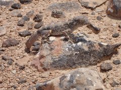 Filename=m_Lizard_2_-_9.JPG
Filesize=104KiB
Dimensions=640x480
Date added=Sep 14, 2019 m_Lizard_2_-_9.JPG