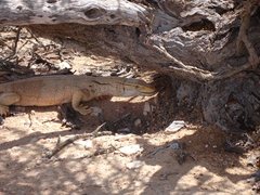 Filename=m_Lizard_3.JPG
Filesize=101KiB
Dimensions=640x480
Date added=Sep 14, 2019 m_Lizard_3.JPG