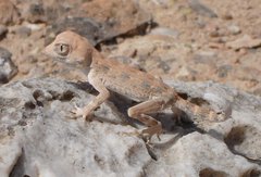 Filename=m_Lizard_3_-_10.jpg
Filesize=81KiB
Dimensions=800x544
Date added=Sep 14, 2019 m_Lizard_3_-_10.jpg