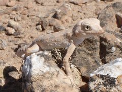 Filename=m_Lizard_3_-_5.jpg
Filesize=129KiB
Dimensions=800x603
Date added=Sep 14, 2019 m_Lizard_3_-_5.jpg
