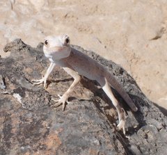 m_Lizard_4_-_4.jpg