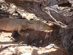 m_Lizard_5.JPG
