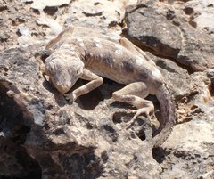 m_Lizard_7_-_2.jpg